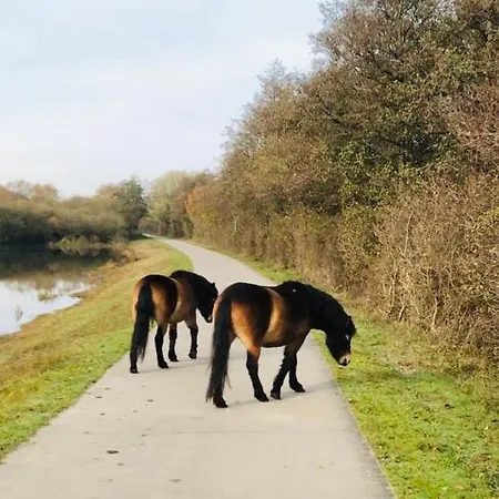 Bed & Breakfast Beach&bos