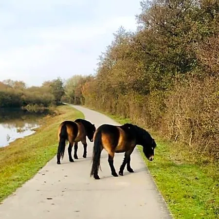 Frühstückspension Beach&bos Oostvoorne