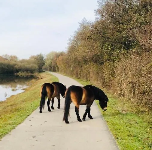 Bed and breakfast Beach&bos